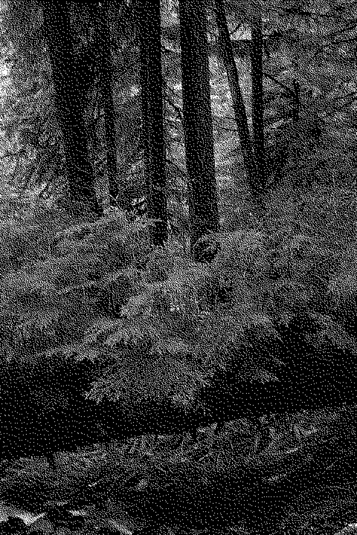 A bitmap image of a forest