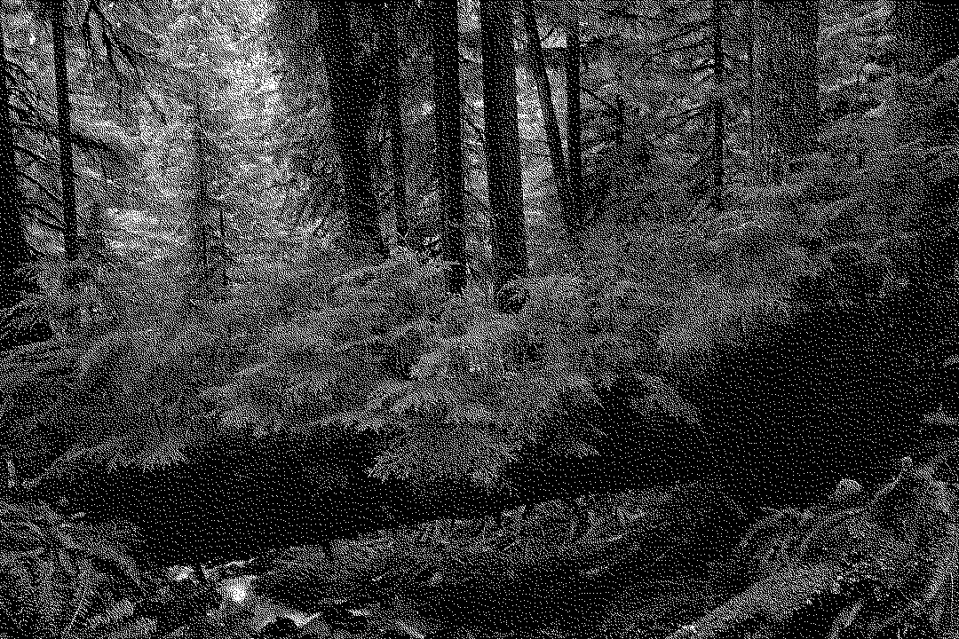 A bitmap image of a forest