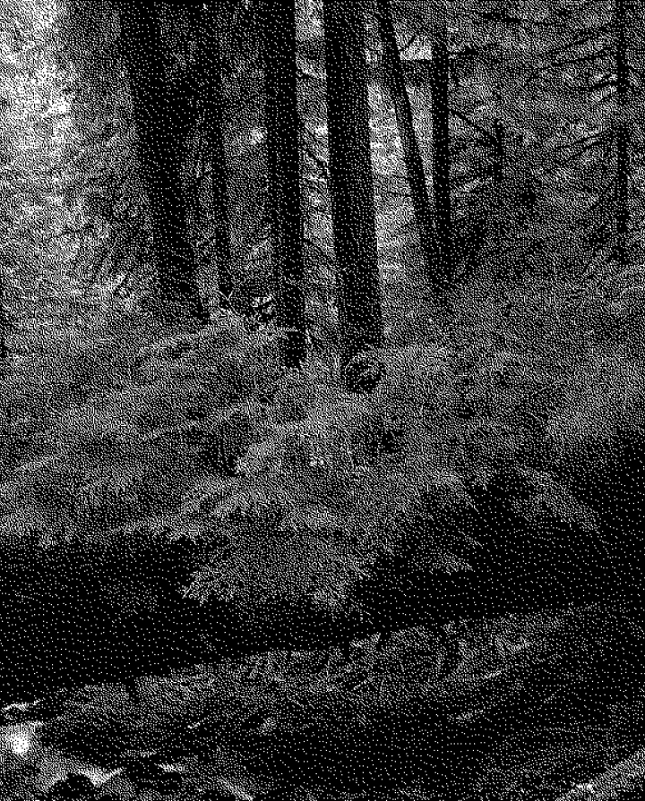 A bitmap image of a forest