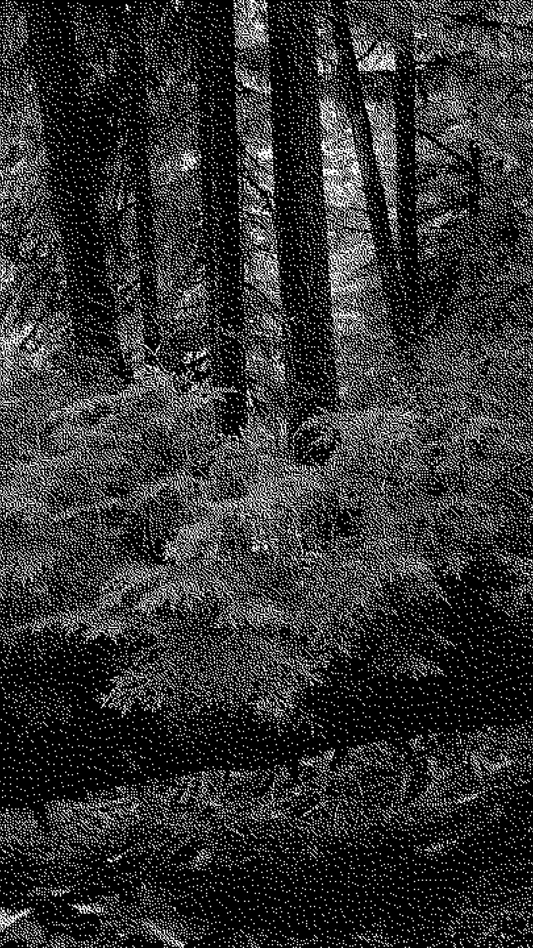 A bitmap image of a forest